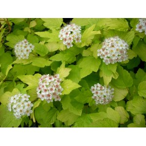 Tavoľa kalinolistá (Physocarpus opulifolius) ´DART´S GOLD´ - výška 70-100 cm, kont. C5L